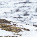 Mountain Hare (Lepus timidus) Graham Carey