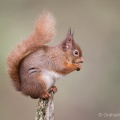 Red Squirrel (Sciurus vulgaris) Graham Carey