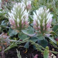 Long-headed Clover (Trifolium incarnatum ssp. molinerii) Steve Gale