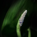 Pickerel Weed (Pontederia cordata) Graham Carey