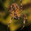 Garden Spider (Araneus diadematus,) Graham Carey