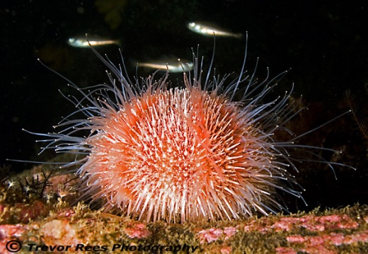 Common sea urchin (Echinus esclentus) - by Trevor Rees