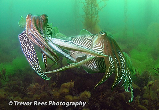 Cuttlefish (Sepeia officinalis) - by Trevor Rees