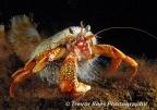 Hermit crab (Pagarus bernhardus) - by Trevor Rees