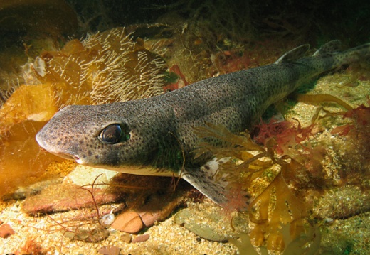 Dogfish (Scyliorhinus canicula) - by Trevor Rees