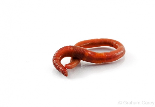 Earthworm (Lumbricus terrestris) Graham Carey