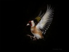 Goldfinch (Carduelis carduelis) Graham Carey 