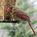 Northern cardinal (Cardinalis cardinalis) Kenneth Noble