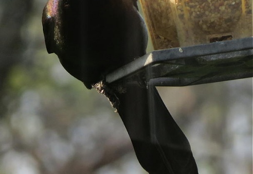 Common grackle (Quiscalus quiscula) Kenneth Noble