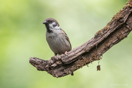 Tree Sparrow (Passer montanus) Graham Carey 