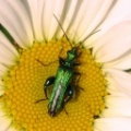 swollen-thighed beetle (Oedemera nobilis) Kenneth Noble