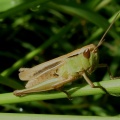 lesser marsh grasshopper (Chorthippus albomarginatus)