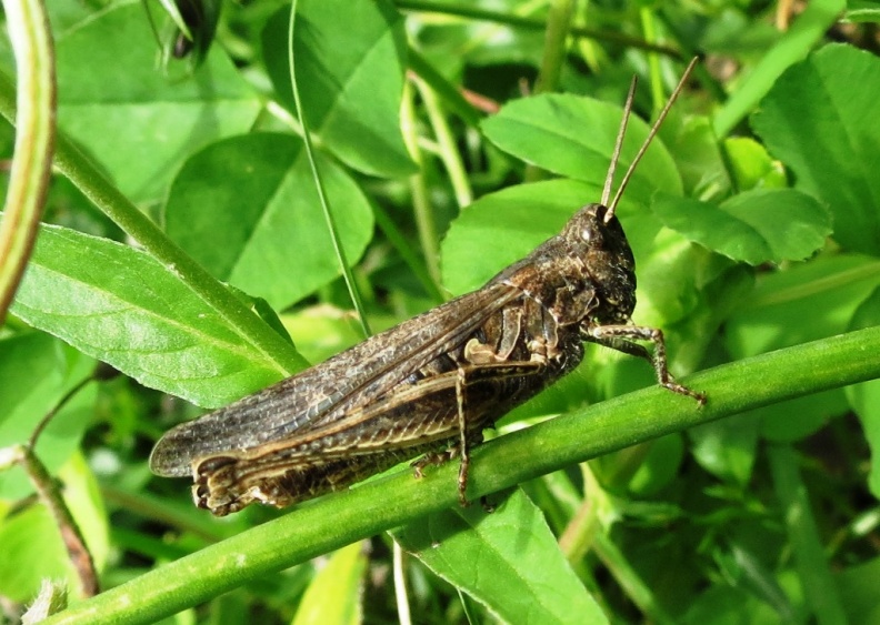 field grasshopper ex IMG_1992 (1000).JPG
