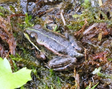 marsh frog () Kenneth Noble