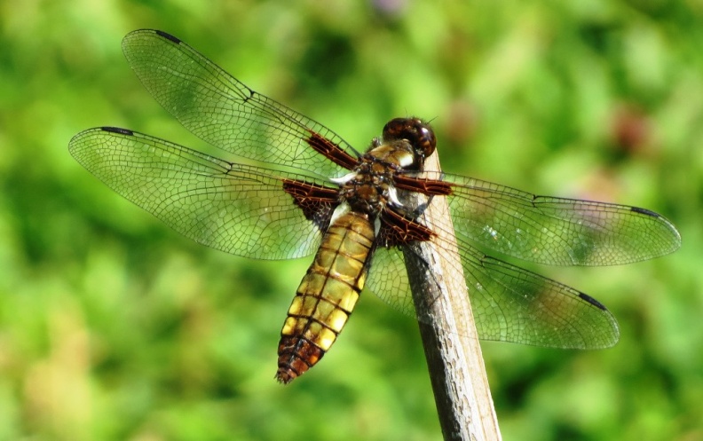 broad-bodied chaser ex IMG_2072 (1000).JPG