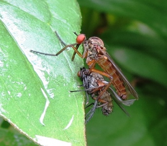 Empis sp (probably livida) - Kenneth Noble