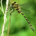 golden-ringed dragonfly (Cordulegaster boltonii) Kenneth Noble