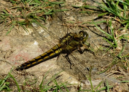 black-tailed skimmer (f) (Orthetrum cancellatum)  Kenneth Noble