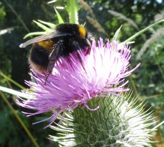 Buff-tailed bumblebee (Bombus terrestris) Kenneth Noble