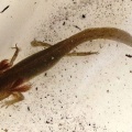 smooth newt (Lissotriton vulgaris) Kenneth Noble