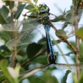 emperor dragonfly (Anax imperator) Kenneth Noble