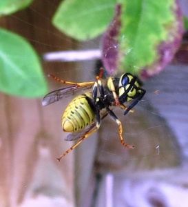 German wasp (Vespula germanica) Kennth Noble