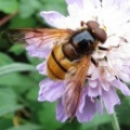 Volucella inanis - Kenneth Noble