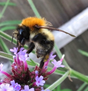 Common carder bumblebee (Bombus pascuorum) Kenneth Noble