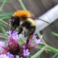 Common carder bumblebee (Bombus pascuorum) Kenneth Noble