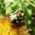 Eurydema oleracea (brassica shieldbug) Kenneth Noble