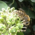 ivy bee (Colletes hederae) Kenneth Noble