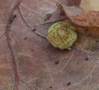 Common spangle gall (Neuroterus quercusbaccarum) Kenneth Noble