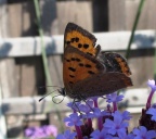 small copper (Lycaena phlaeas) Kenneth Noble