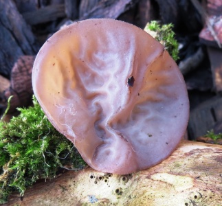 jelly ear (Auricularia auricula-judae) Kenneth Noble