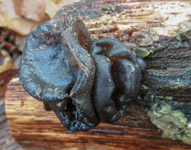 Exidia glandulosa (Black Witches' Butter) Kenneth Noble