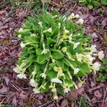 primrose (Primula vulgaris) Kenneth Noble