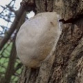 false puff-ball (Reticularia lycoperdon) Kenneth Noble