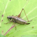 Roesel's bush-cricket (Metrioptera roeselii) Kenneth Noble