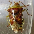 parent bug (Elasmucha grisea) Kenneth Noble