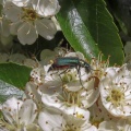 Malachite beetle (Malachius aeneus) Kenneth Noble