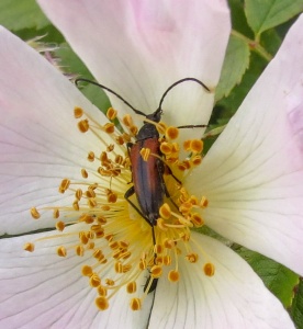 Stenurella melanura (a longhorn beetle) Kenneth Noble