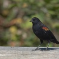 Red Winged Blackbird (Agelaius Phoeniceus) Mark Elvin