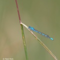 Common Blue damselfly (Enallagma cyathigerum) Mark Elvin