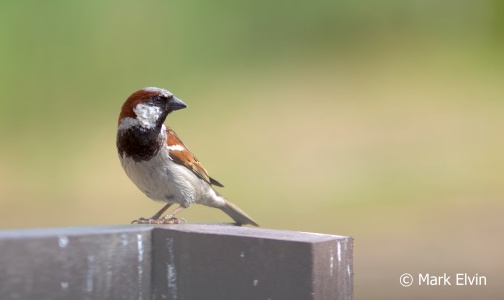 House Sparrow (Passer domesticus) Mark Elvin