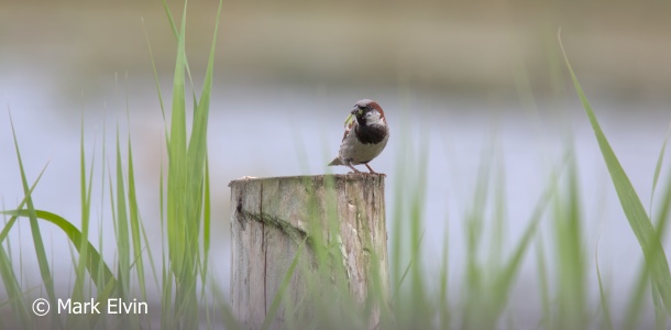House Sparrow (Passer domesticus) Mark Elvin