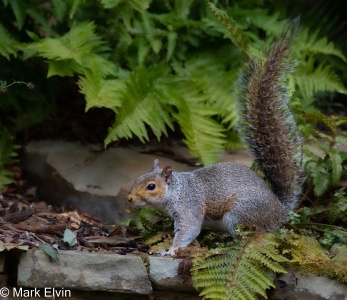 Grey Squirrel (Sciurus carolinensis) Mark Elvin