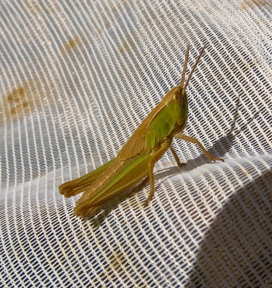 lesser marsh grasshopper b ex IMG_18661_edited.jpg