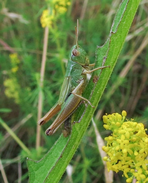 meadow grasshopper b ex IMG_18782_edited.jpg