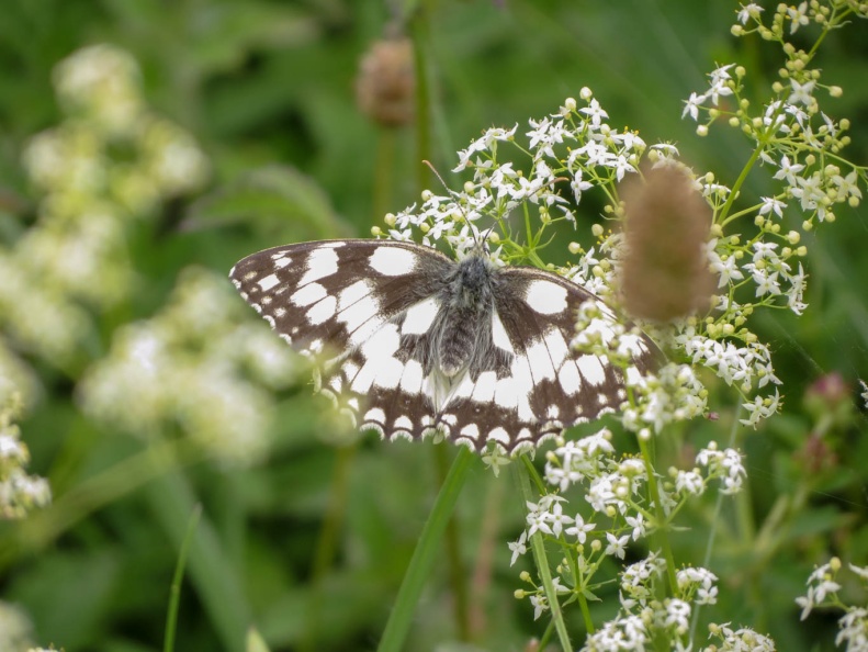 marbled white ex (Oxted Downs) ex IMG_18578_edited.jpg