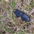 lesser stag beetle (Dorcus parallelipipedus) Kenneth Noble